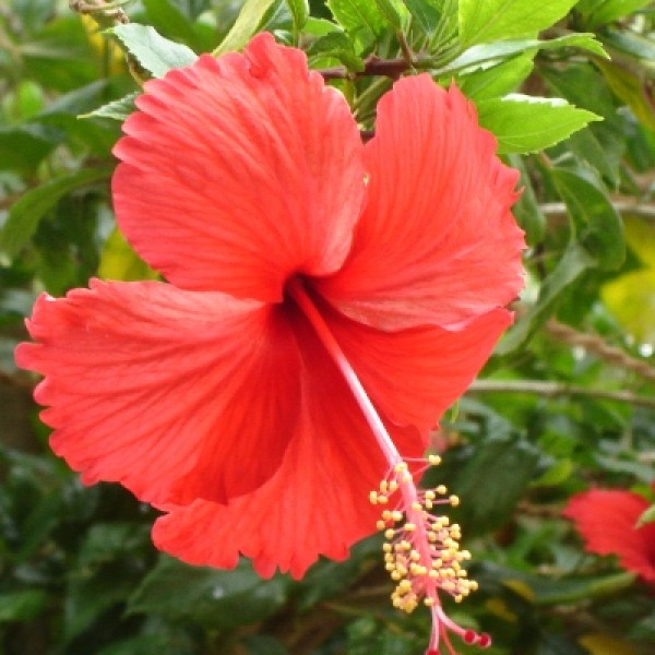 Hibiscus Red Plant - Jaswand, Gudhal